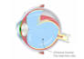 create anatomy, medical, and scientific illustrations